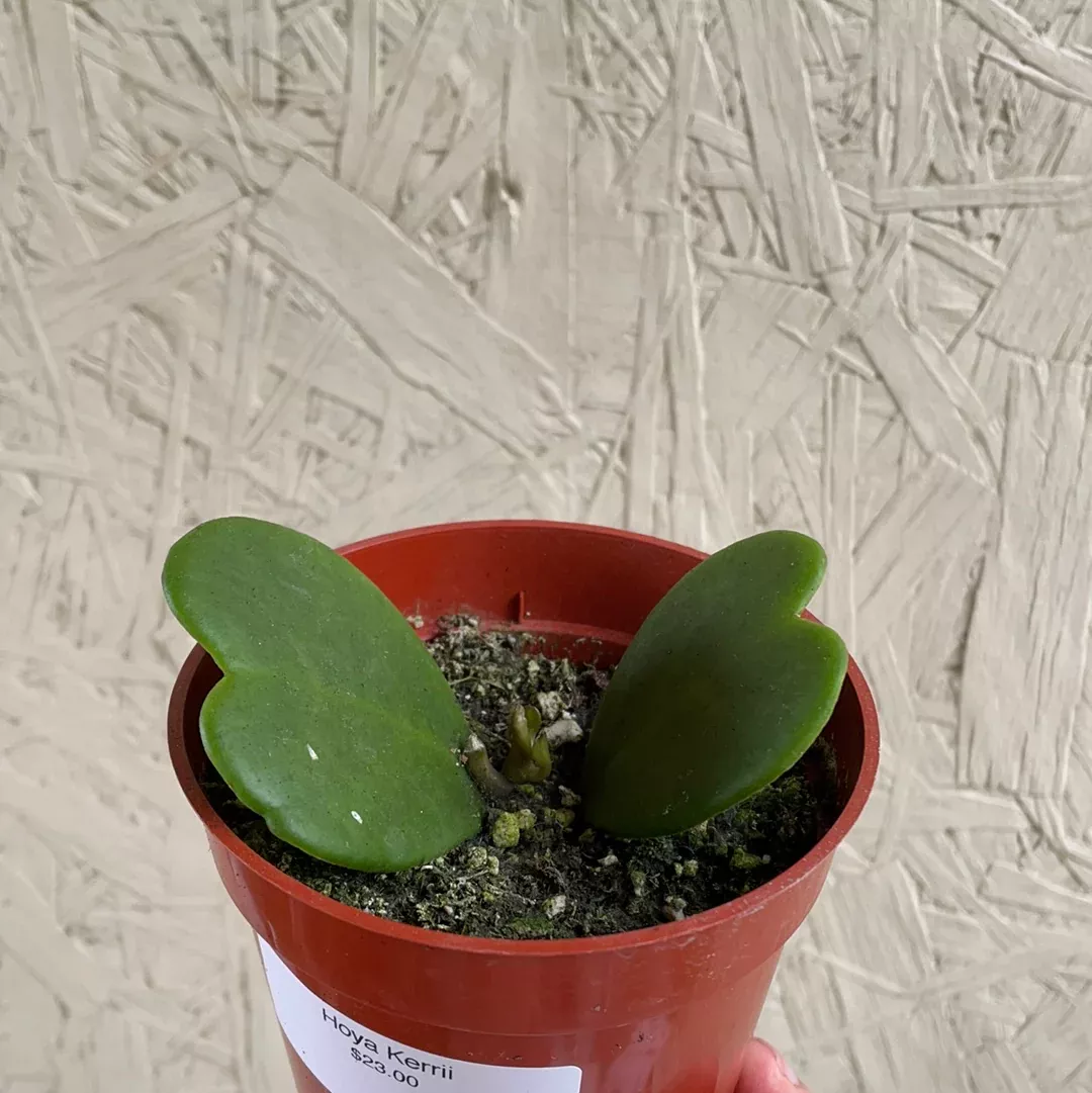 hoya-kerrii Hoya Kerrii