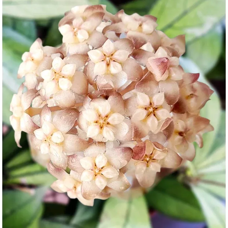Hoya parasitica 'Black Margin'