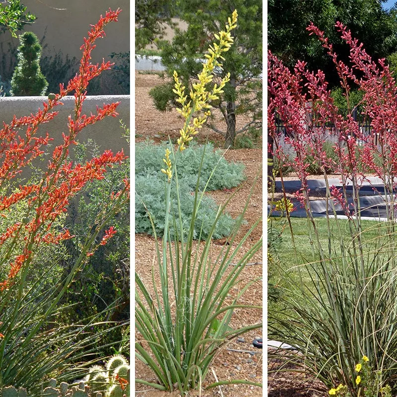 hummingbird-paradise-hesperaloe-collection Hummingbird Paradise Hesperaloe Collection