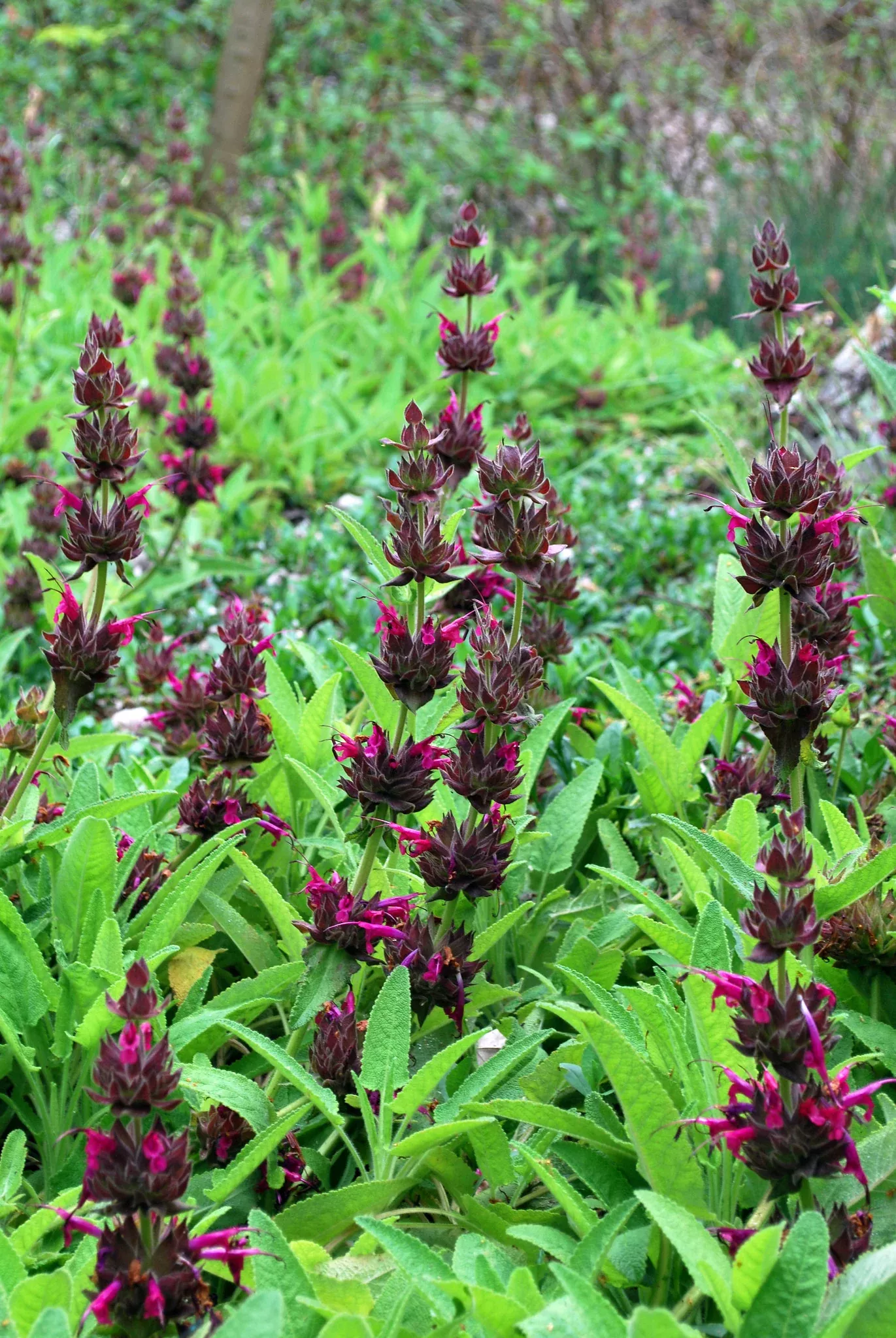hummingbird-sage Hummingbird Sage