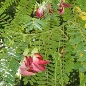 Hummingbird Tree Seeds-Agathi Keerai