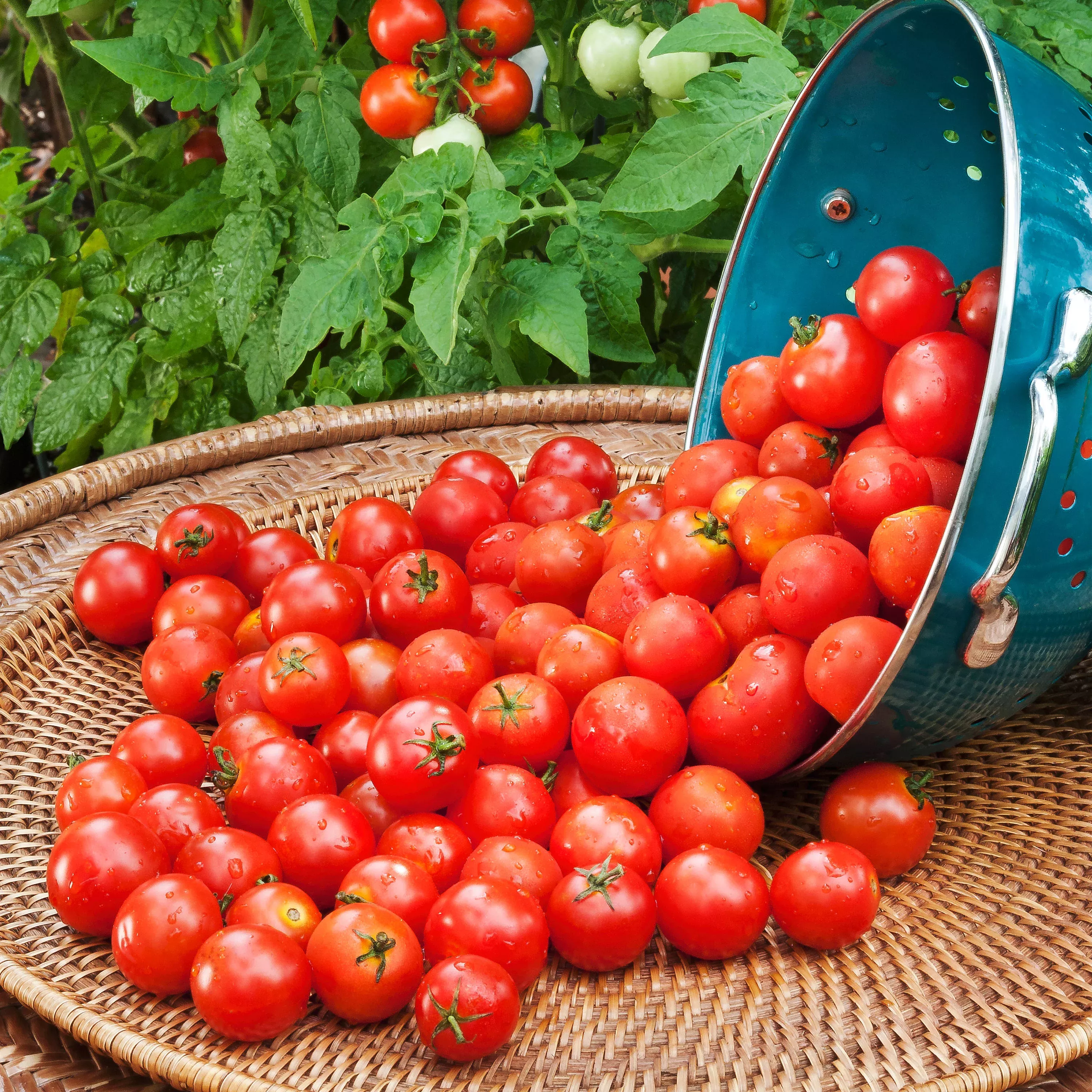 husky-red-cherry-tomato-2-pack Husky Red Cherry Tomato (2 Pack)