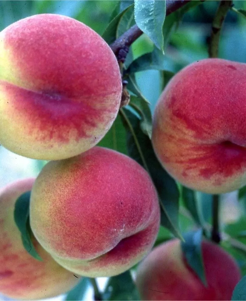 hw-272-peach HW 272 Peach