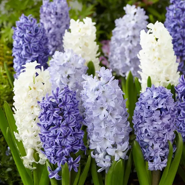 hyacinth-delft-blue-mix Hyacinth Delft Blue Mix