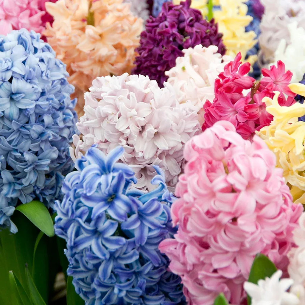 hyacinth-easter-basket-blend Hyacinth - Easter Basket Blend