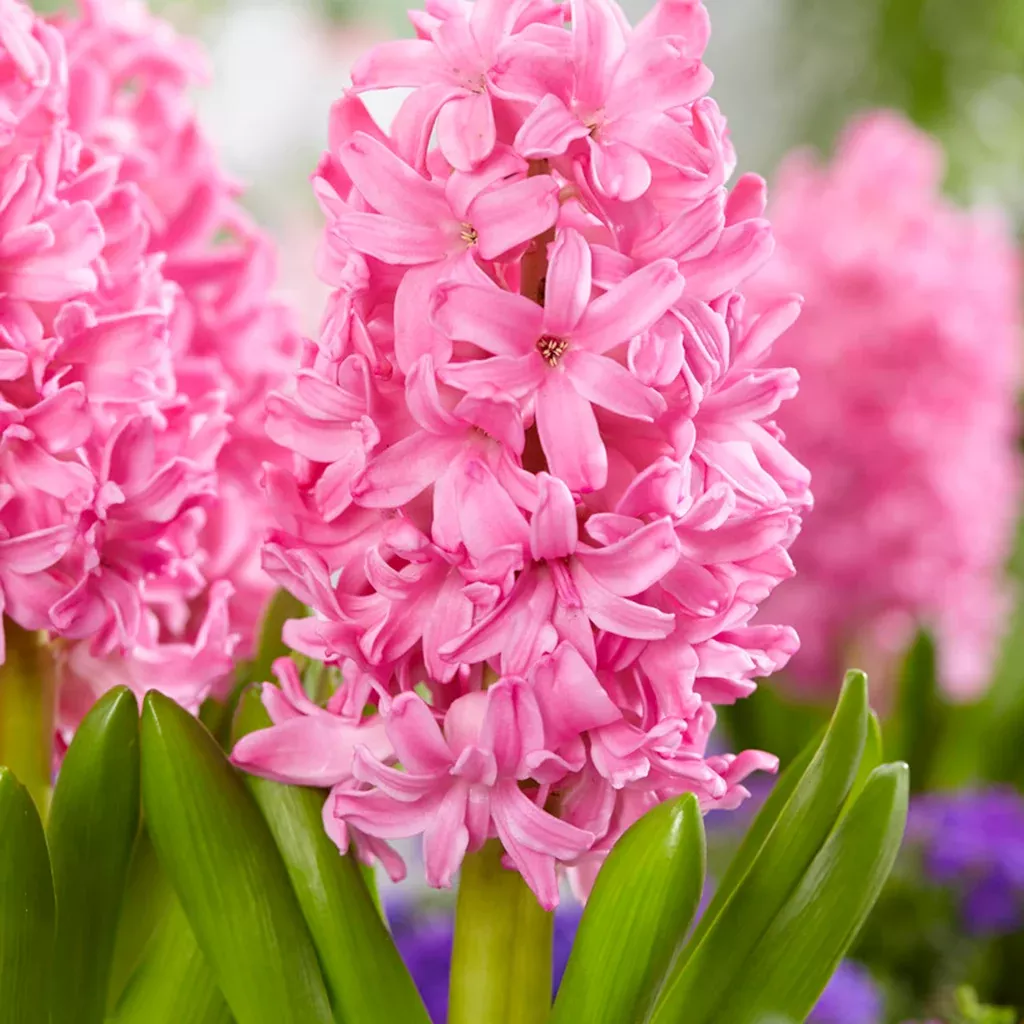 hyacinth-pink-pearl Hyacinth - Pink Pearl