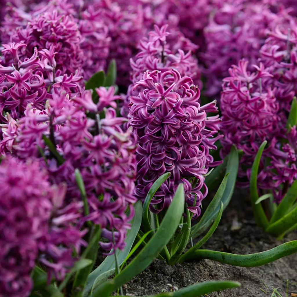 hyacinth-purple-sensation Hyacinth - Purple Sensation