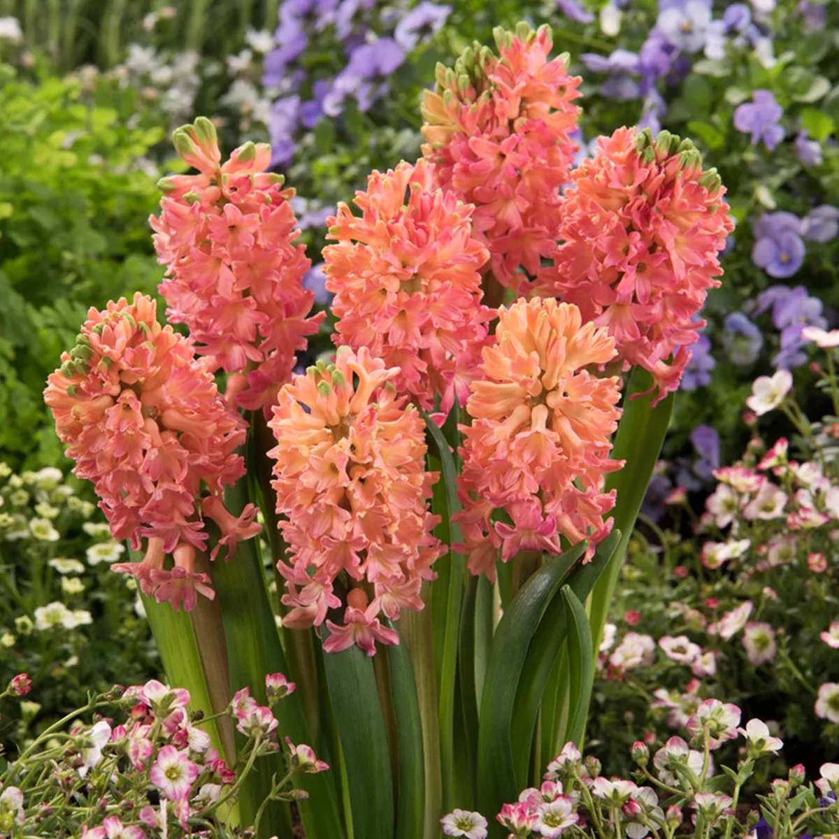 hyacinth-sweet-invitation Hyacinth - Sweet Invitation