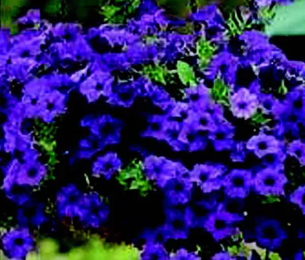 hybrid-easy-wave-blue-spreading-petunia-seeds Hybrid Easy Wave Blue Spreading Petunia Seeds