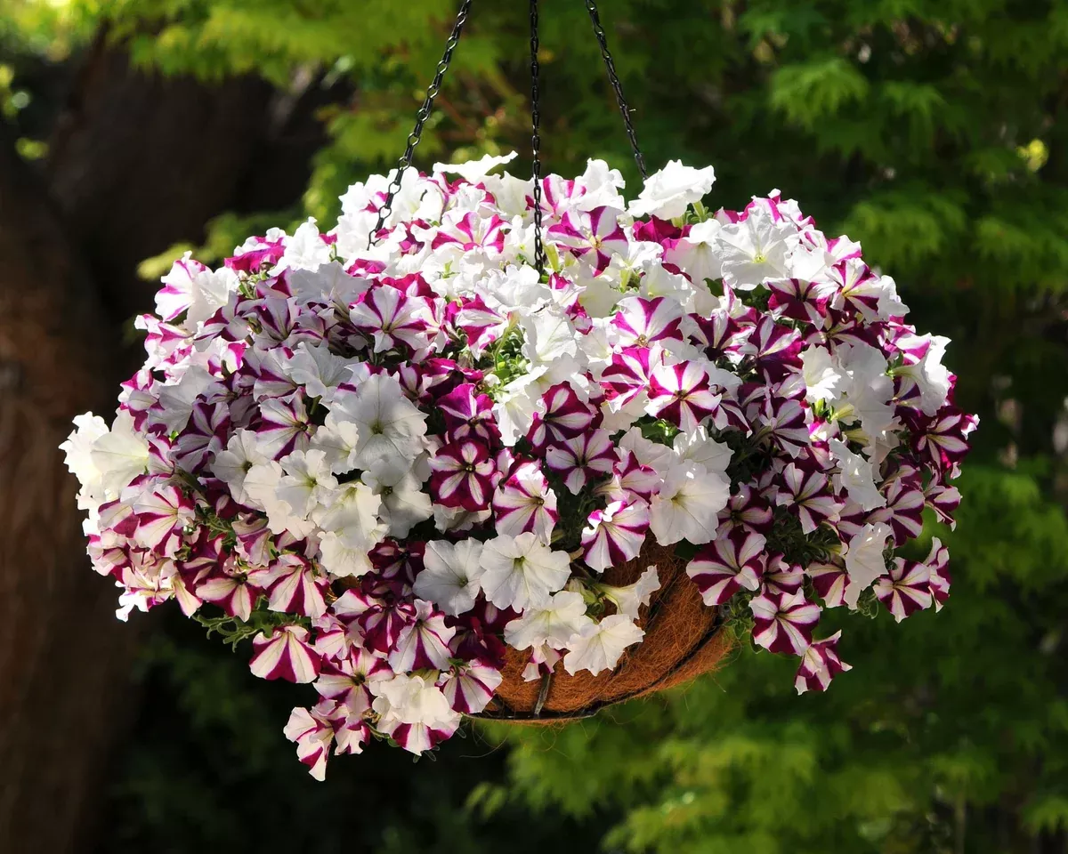 hybrid-easy-wave-starfish-mix-spreading-petunia-seeds Hybrid Easy Wave Starfish Mix Spreading Petunia Seeds