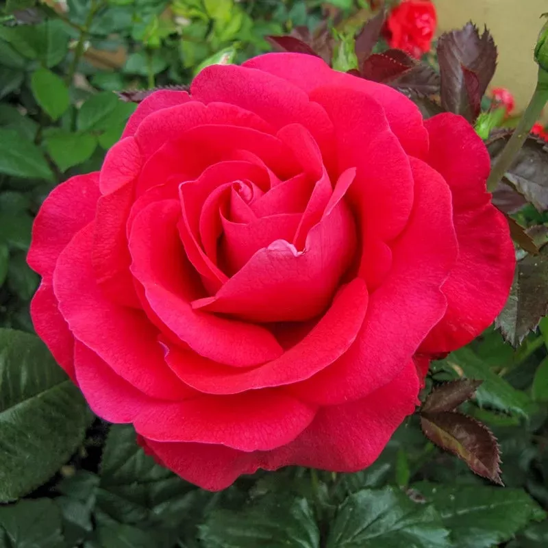 hybrid-tea-rose-in-love-again Hybrid Tea Rose In Love Again