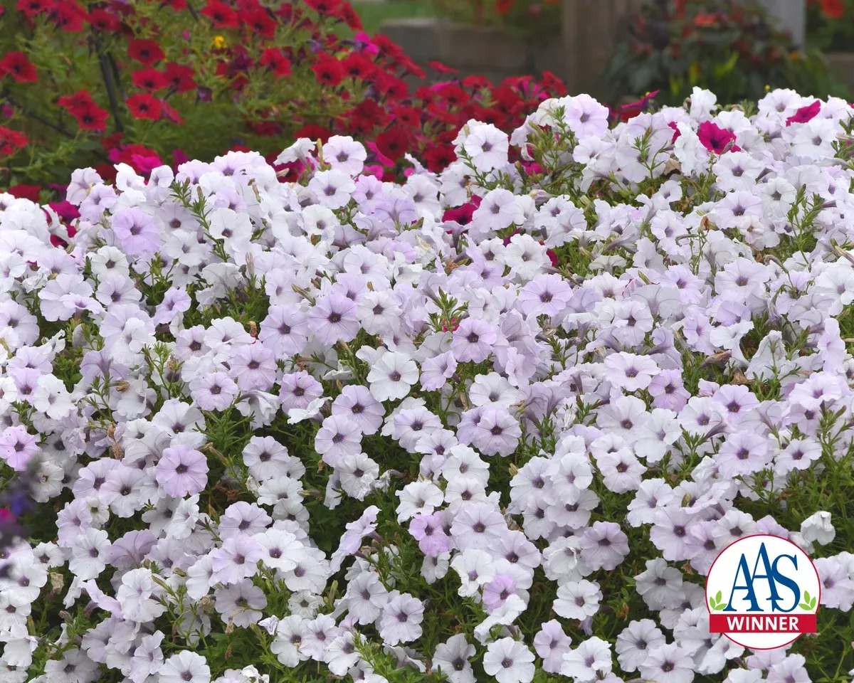 Hybrid Tidal Wave Silver Spreading Petunia Seeds
