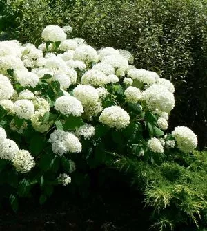 Hydrangea arborescens Annabelle Hydrangea