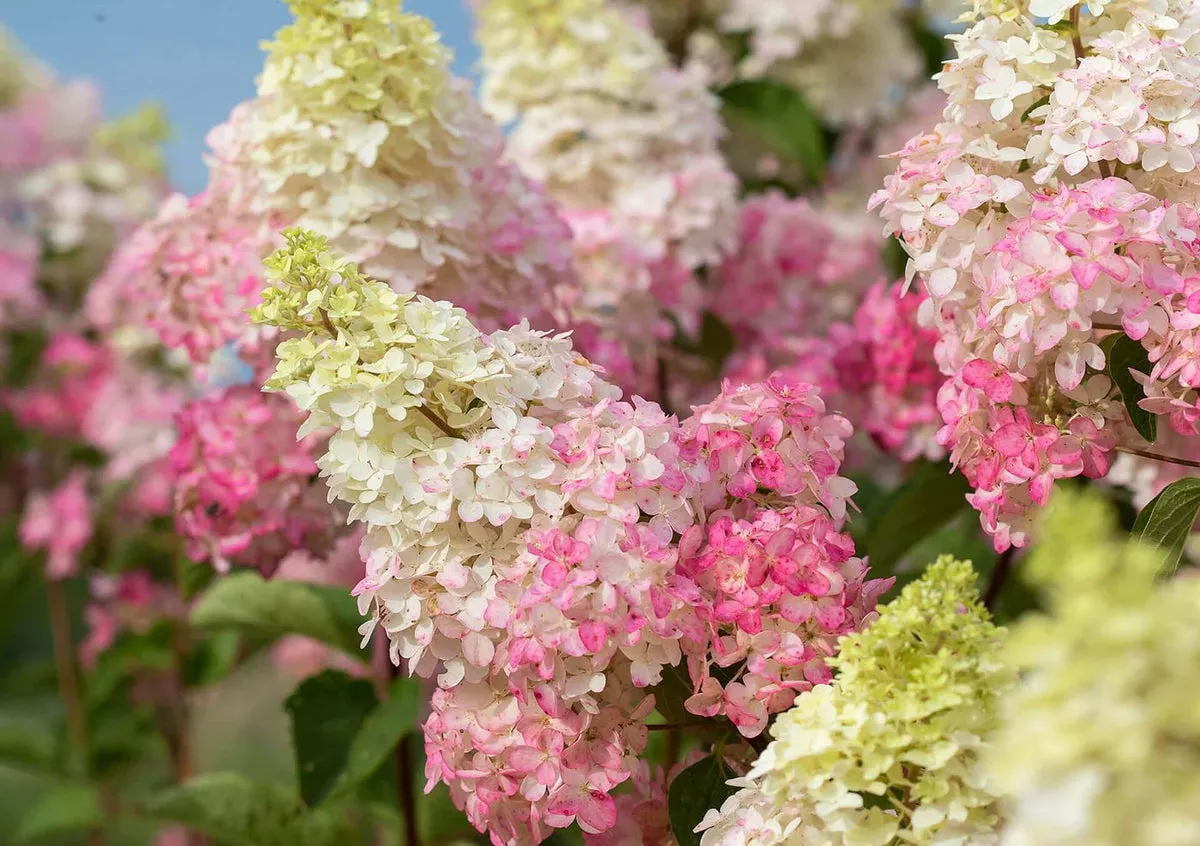 hydrangea-berry-white-2gal-bl Hydrangea: 'Berry White'- 2Gal (Bl)