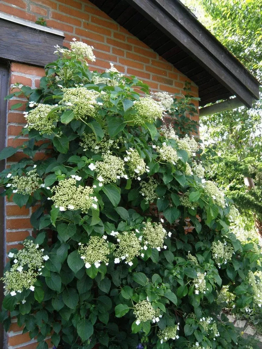 Hydrangea: 'Climbing' - 2 Gal (Bl)
