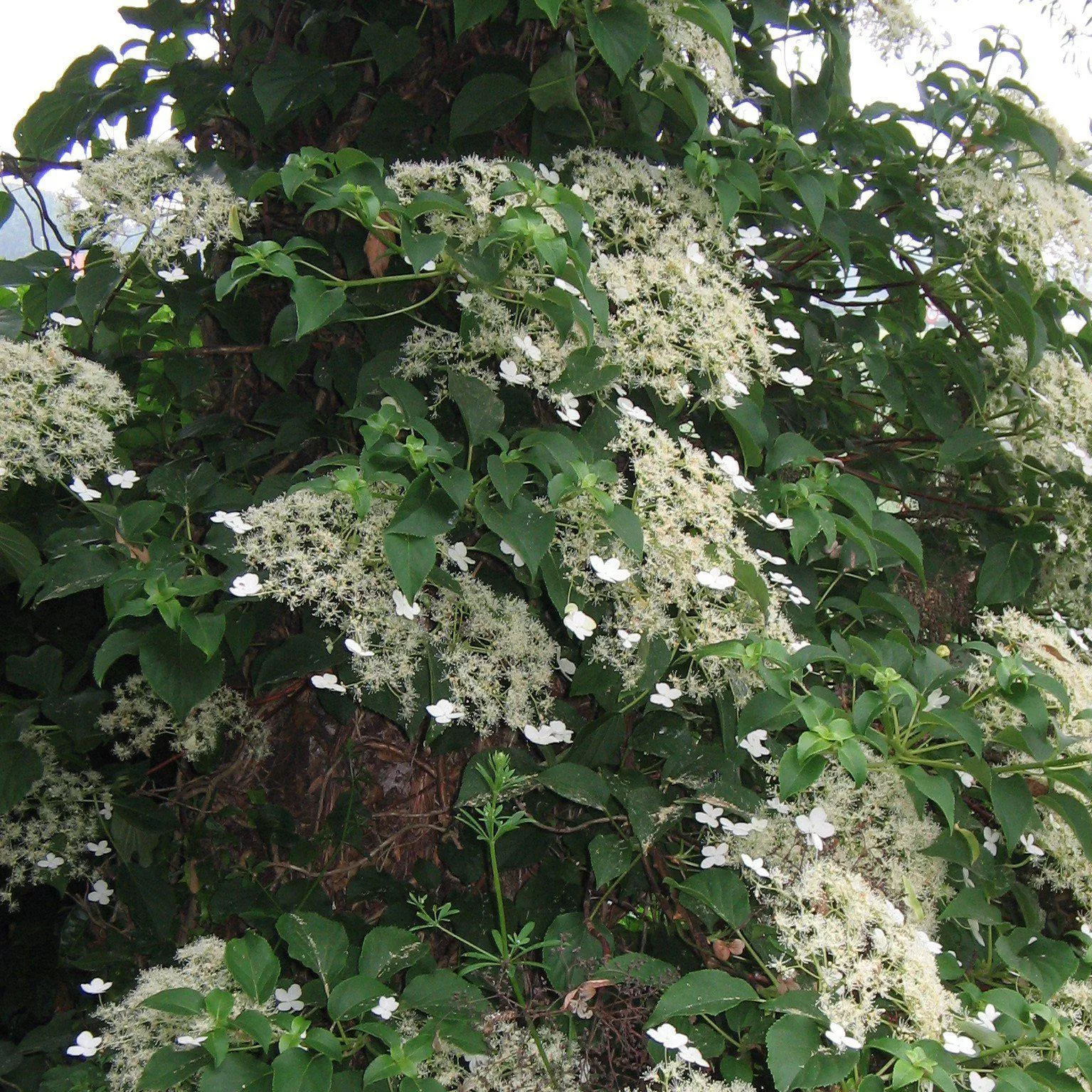hydrangea-climbing-potted-climbing-hydrangea Hydrangea Climbing Potted Climbing Hydrangea