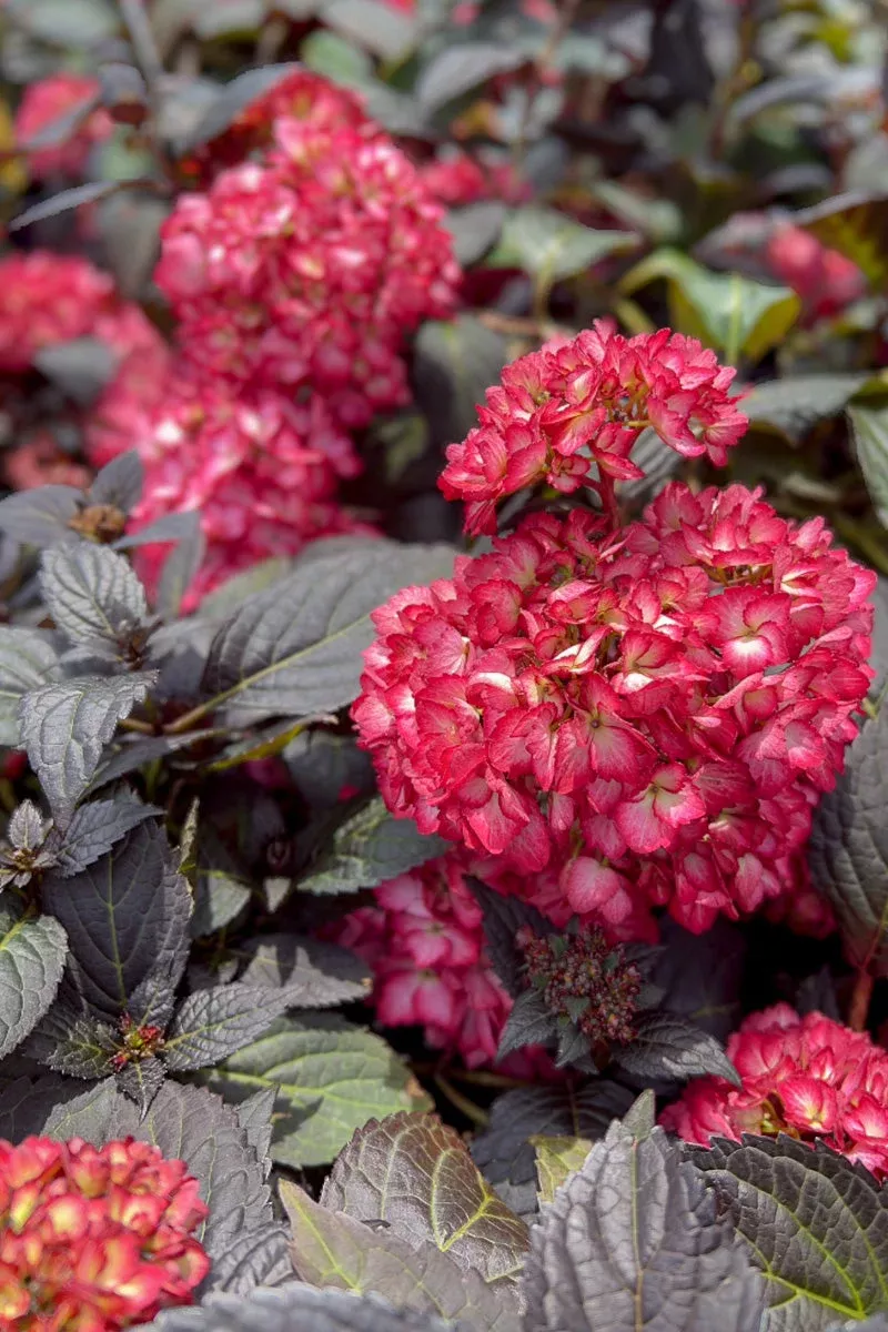 hydrangea-eclipse Hydrangea 'Eclipse'