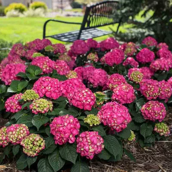 Hydrangea :'Endless Summer/Summer Crush'- 5Gal (Bl)