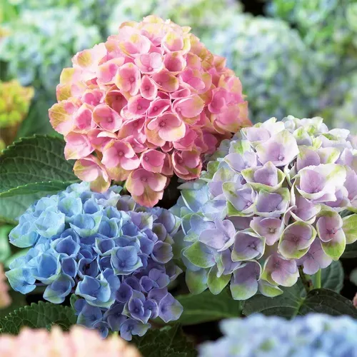 hydrangea-everlasting-revolution Hydrangea Everlasting™ Revolution