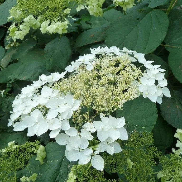 hydrangea-haas-halo-potted-smooth-hydrangea-bush Hydrangea Haas Halo Potted Smooth Hydrangea Bush