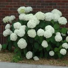 hydrangea-incrediball-5gal-bl Hydrangea: 'Incrediball' - 5Gal (Bl)