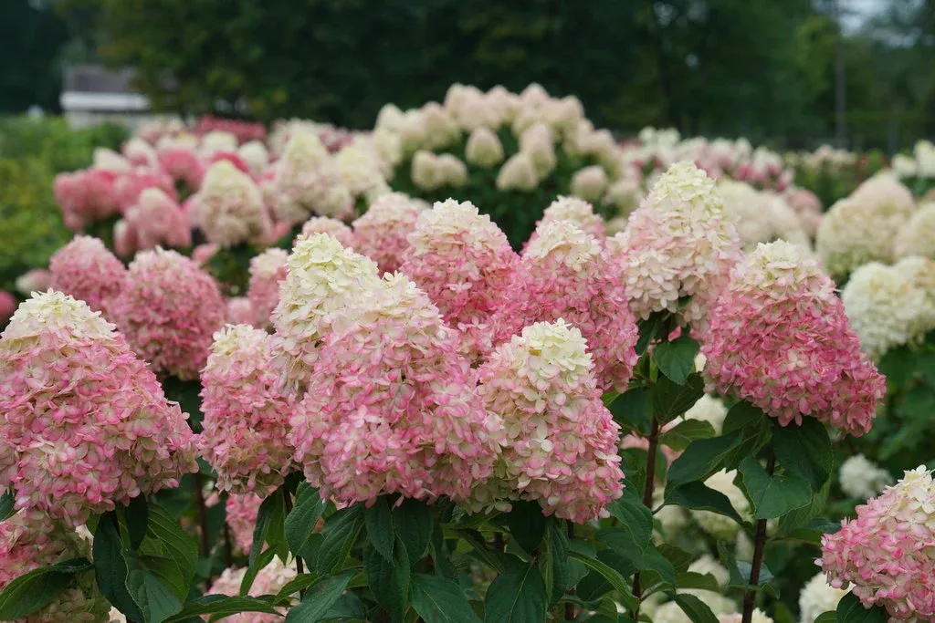 hydrangea-limelight-prime-2-gal-bl Hydrangea:'Limelight Prime'™ 2 Gal (Bl)
