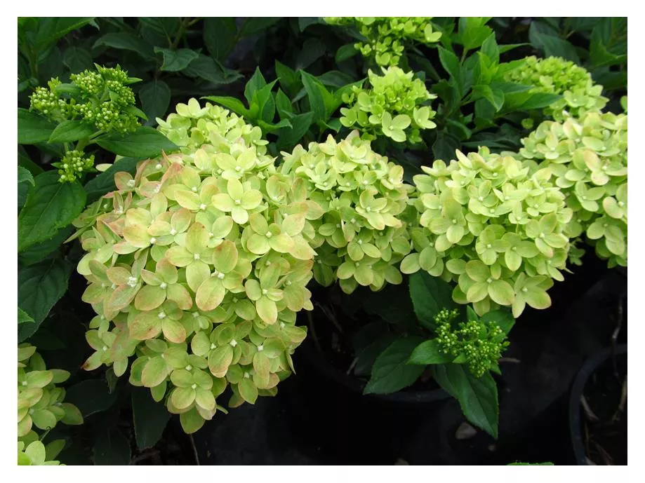 Hydrangea: 'Little Lime' - 2 Gal (Bl)