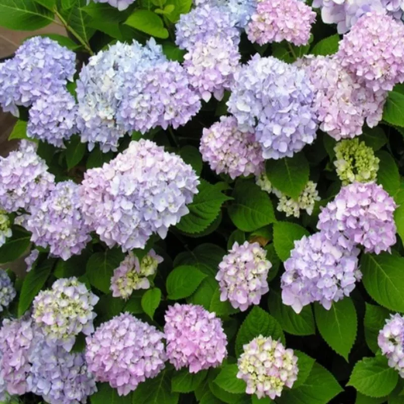 hydrangea-macrophylla-all-summer-beauty Hydrangea macrophylla 'All Summer Beauty'