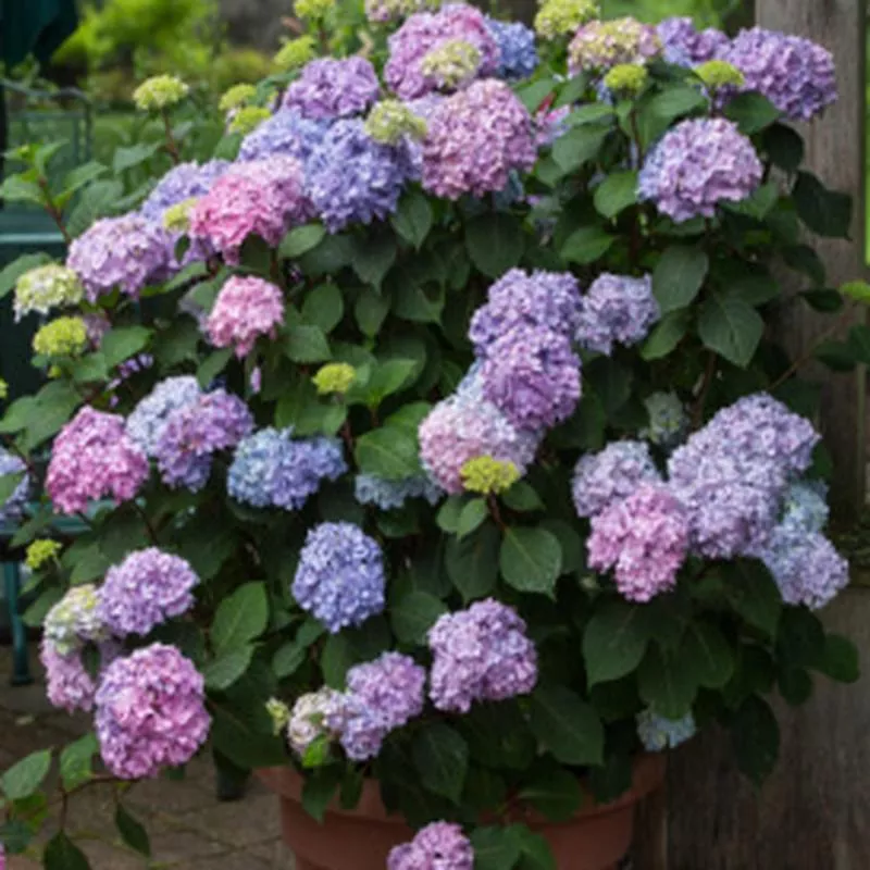 hydrangea-macrophylla-endless-summer-bloomstruck Hydrangea macrophylla Endless Summer 'BloomStruck'