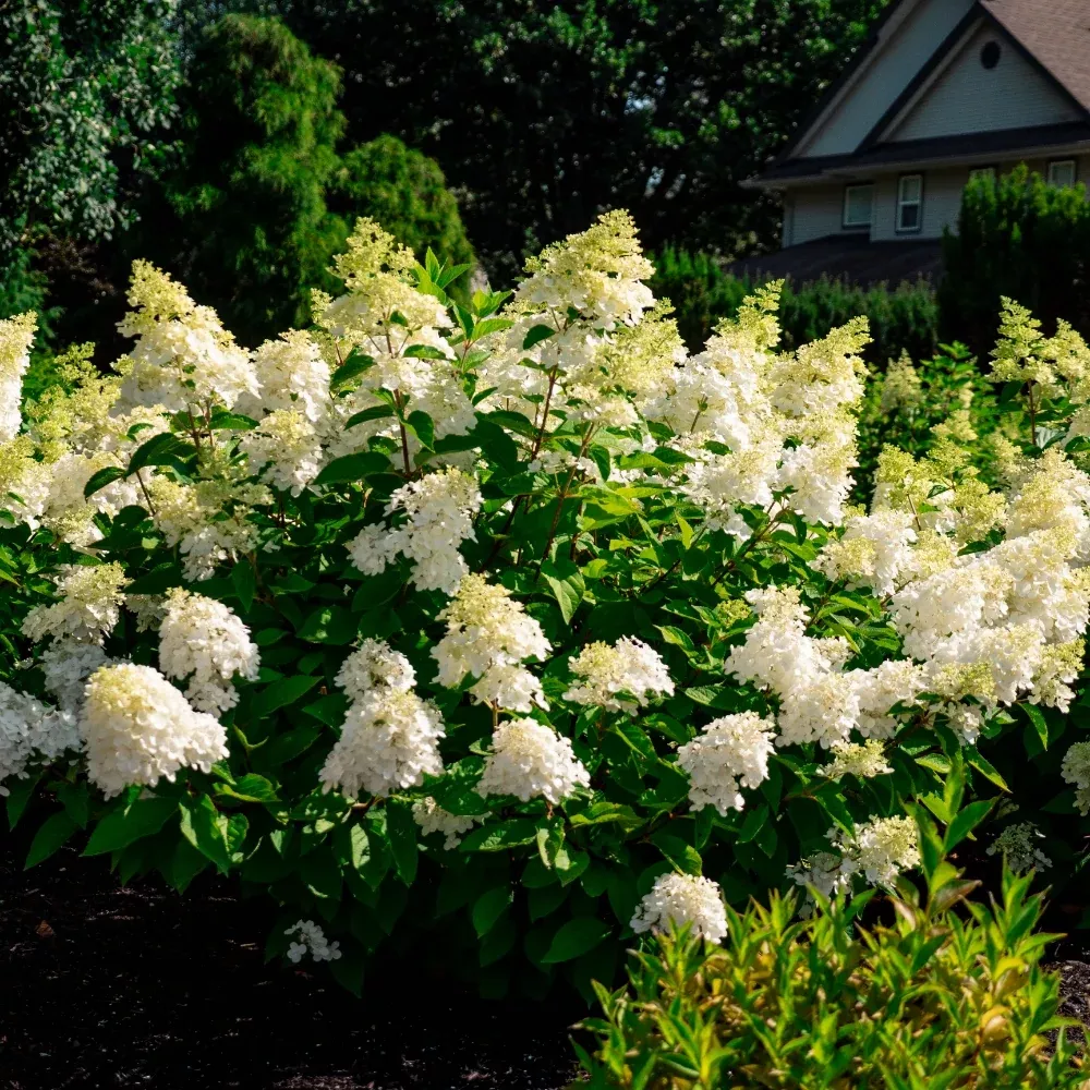 hydrangea-paniculata-bouncy Hydrangea paniculata Bouncy