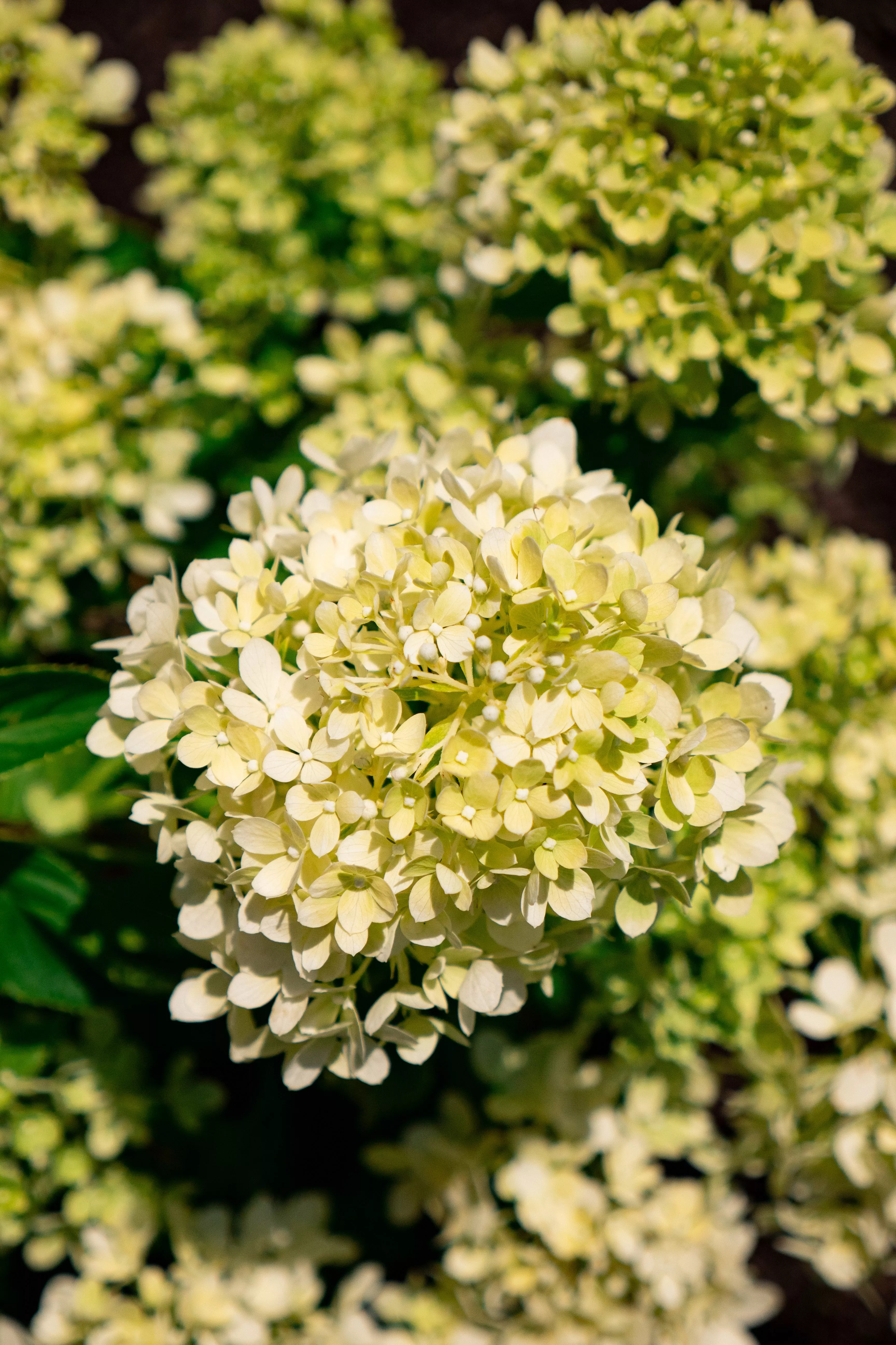 hydrangea-paniculata-bubble-bath Hydrangea paniculata Bubble Bath