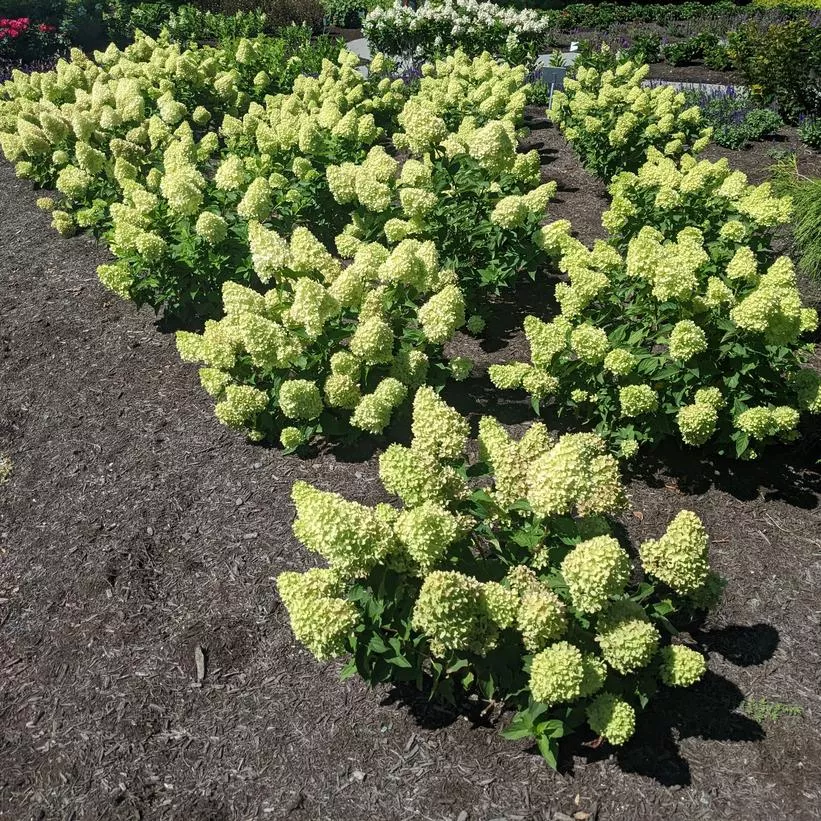 hydrangea-paniculata-dragon-baby Hydrangea paniculata Dragon Baby
