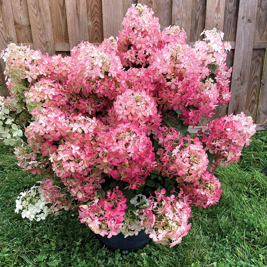 hydrangea-paniculata-hot-sauce Hydrangea paniculata Hot Sauce