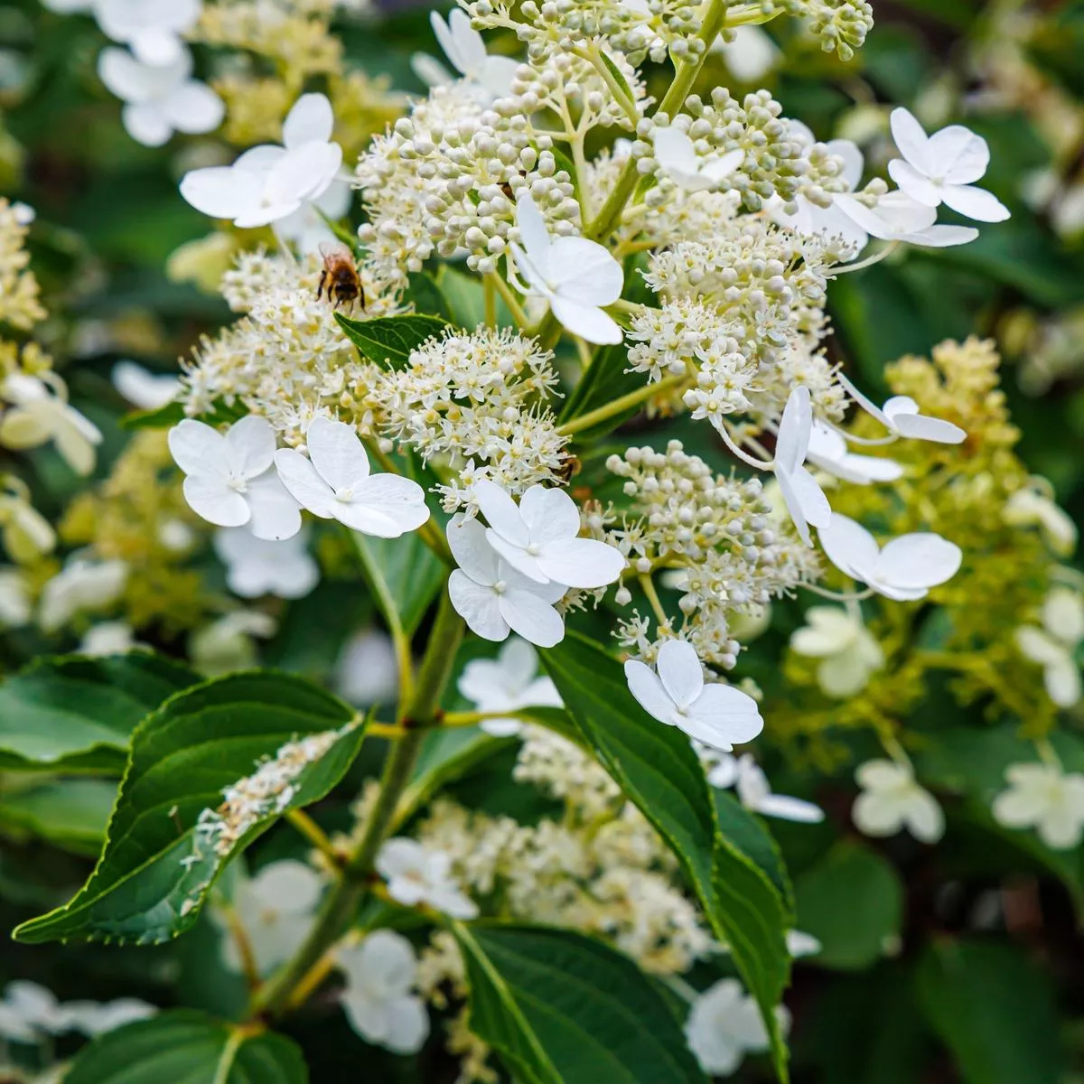 hydrangea-paniculata-kyushu-2-9-5l-9cm Hydrangea paniculata ‘Kyushu’ 2/9.5L – 9cm