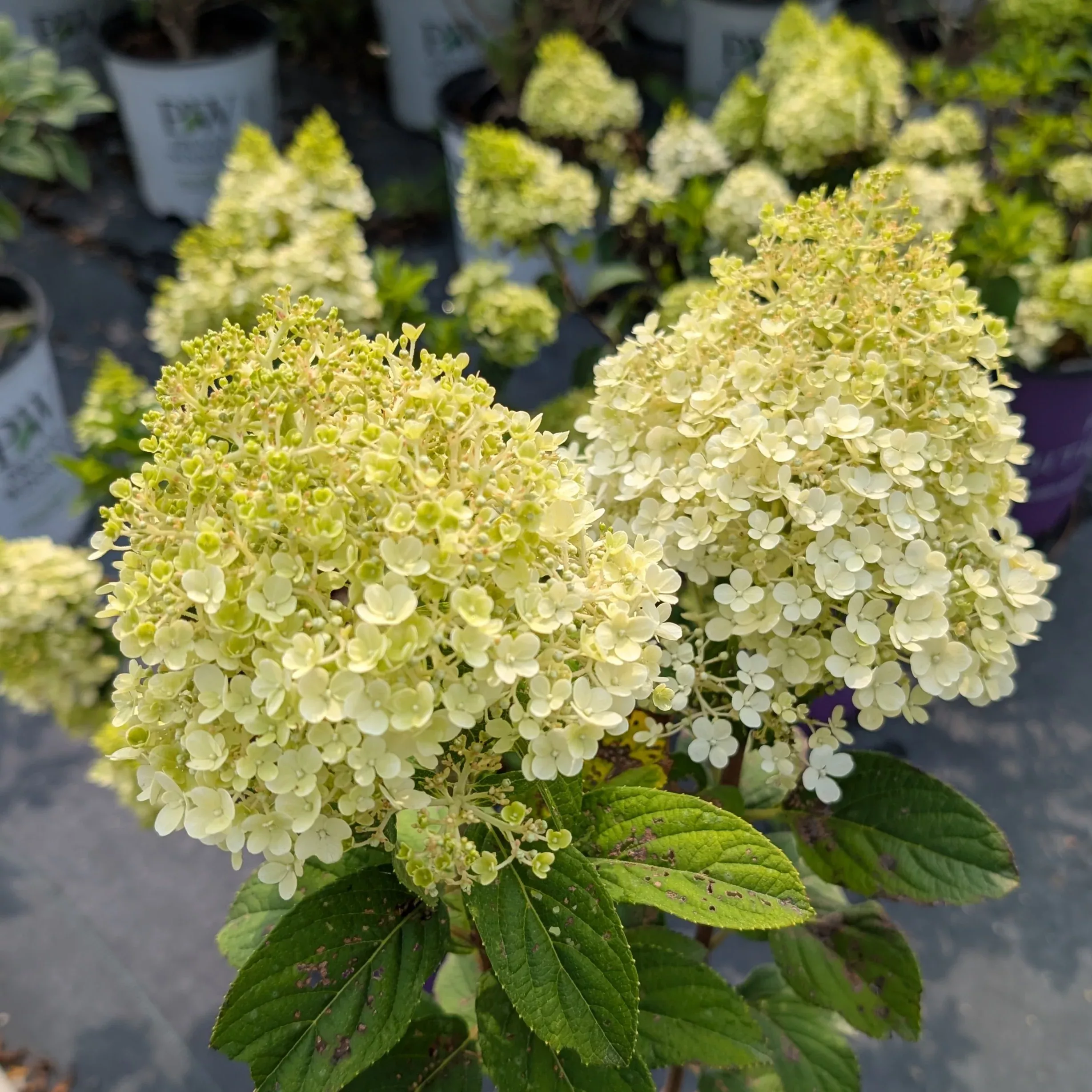 Hydrangea Paniculata Little Lime Hydrangea
