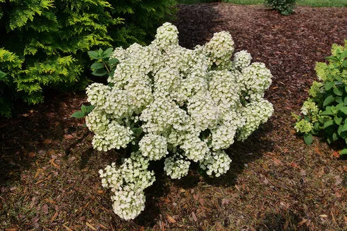 hydrangea-paniculata-tiny-quick-fire Hydrangea paniculata Tiny Quick Fire