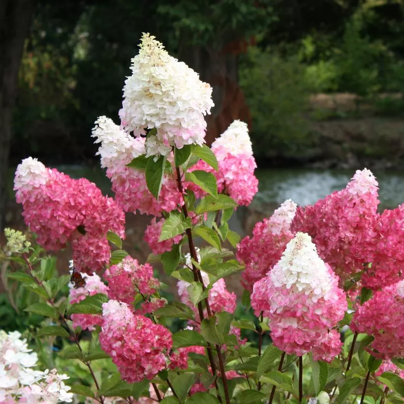 hydrangea-paniculata-vanilla-strawberry-hyrdangea Hydrangea paniculata Vanilla Strawberry Hyrdangea