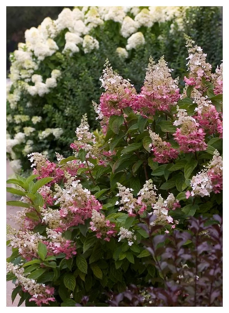 Hydrangea: 'Pinky Winky' - 2Gal (VN)