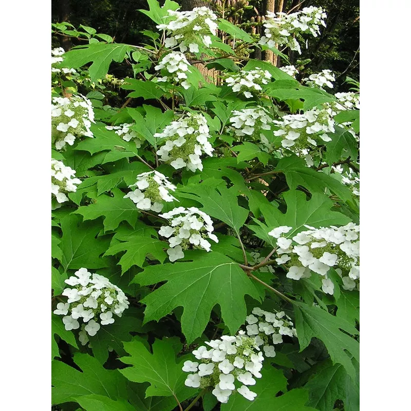 hydrangea-quercifolia-pee-wee Hydrangea quercifolia 'Pee Wee'