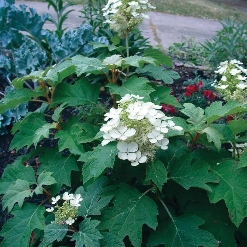 hydrangea-quercifolia-sikes-dwarf-oakleaf-hydrangea Hydrangea quercifolia Sikes Dwarf Oakleaf Hydrangea