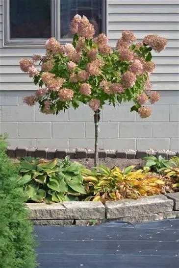 Hydrangea: 'Quick Fire Panicle' Tree Form - 5 Gal (Jf)