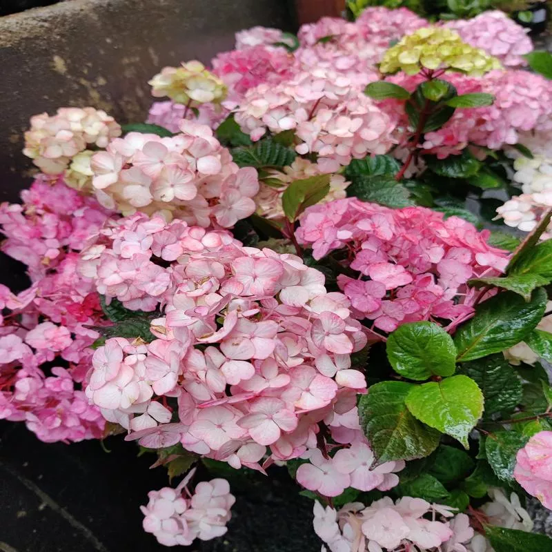 Hydrangea serrata 'Preziosa'