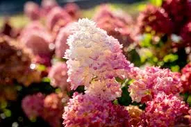 Hydrangea: 'Spring Sizzle' - 2 Gal (Bl)