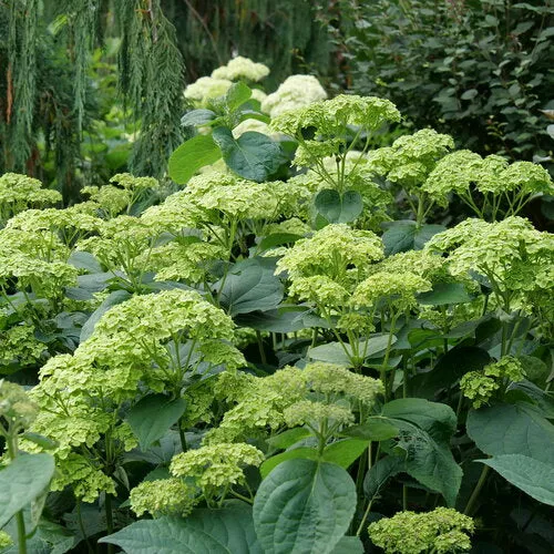 hydrangea-sublime-8-pw-bl Hydrangea:'Sublime'- 8" (PW) (Bl)
