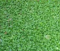 hydrocotyle-sibthorpioides-10-ct-flat Hydrocotyle sibthorpioides (10)ct Flat