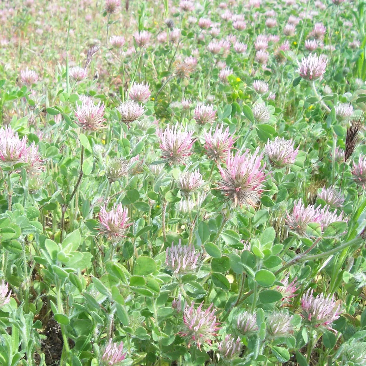 Hykon Rose Clover