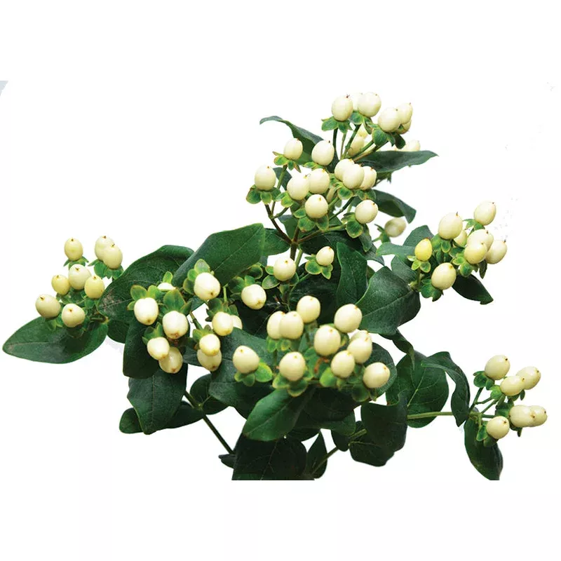Hypericum Berries White