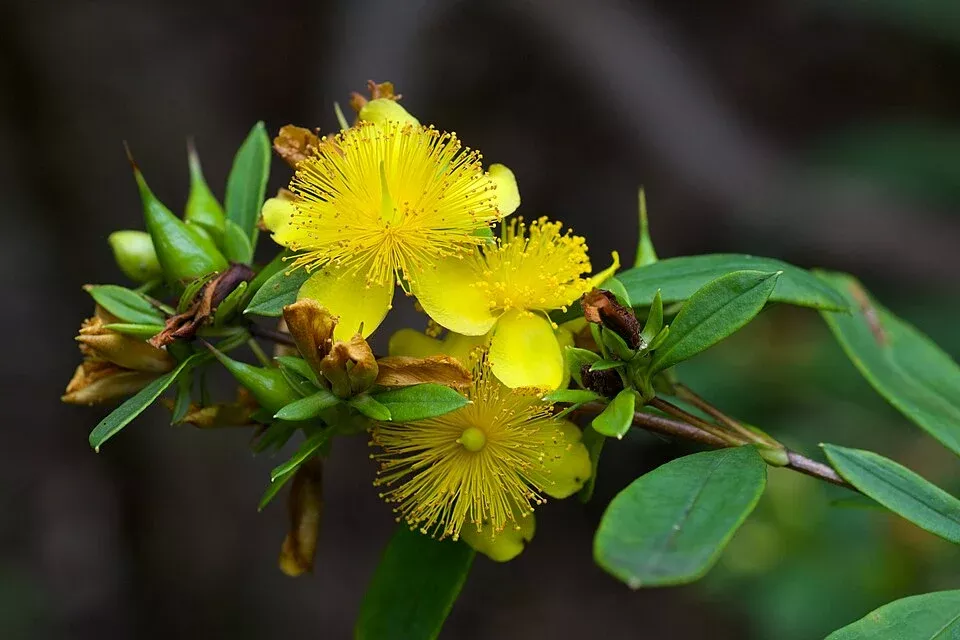 hypericum-prolificum-shrubby-st-john-s-wort Hypericum prolificum Shrubby St. John's Wort