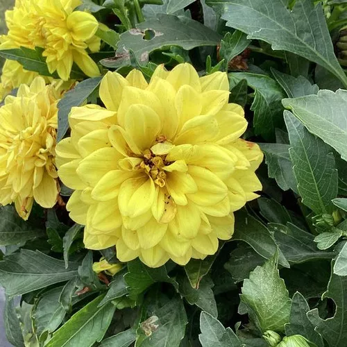 hypnotica-yellow Hypnotica Yellow