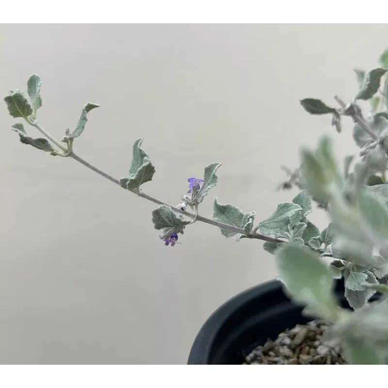 hyptis-emoryi-silver-lining-desert-lavender Hyptis emoryi 'Silver Lining', Desert Lavender